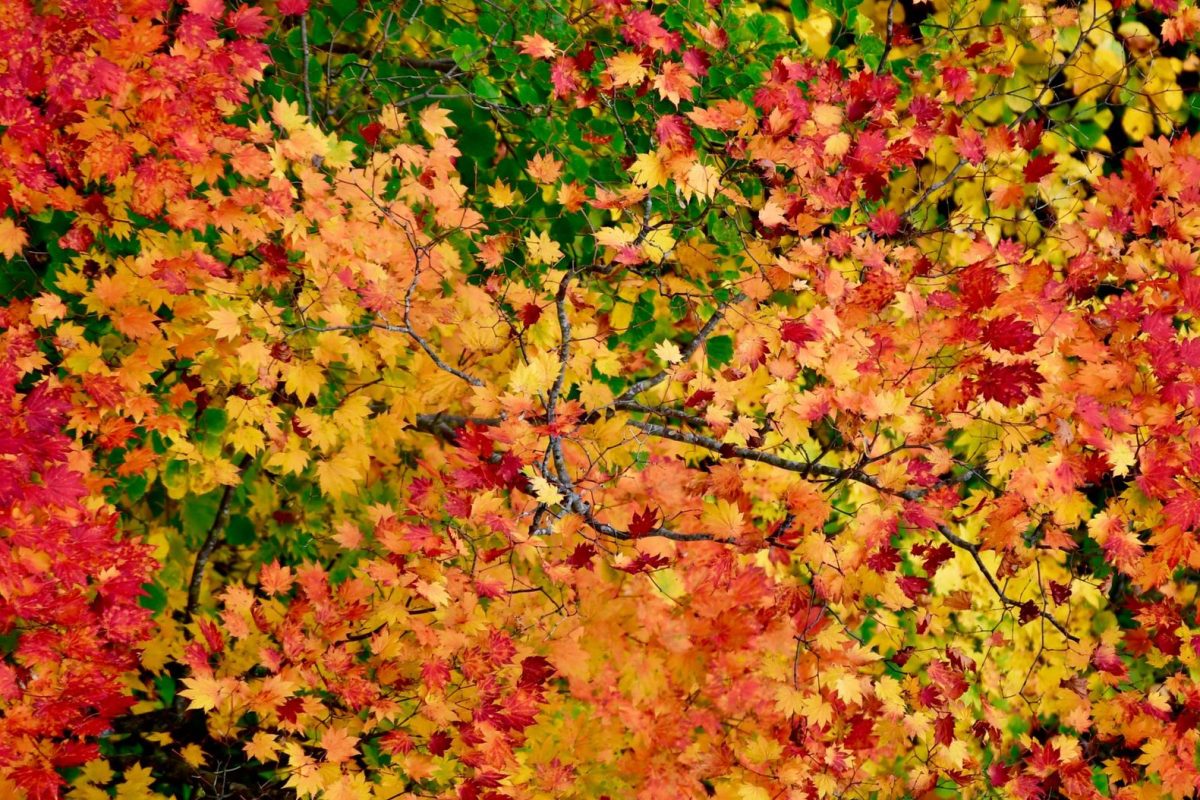 Quels prénoms d’automne pour votre bébé ? Découvrez des idées inspirantes