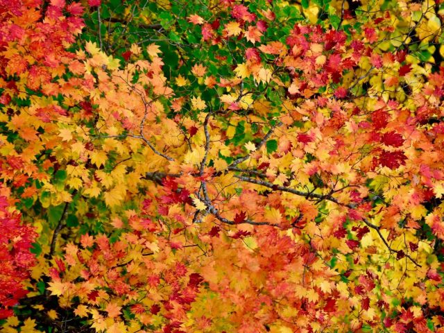 Quels prénoms d’automne pour votre bébé ? Découvrez des idées inspirantes